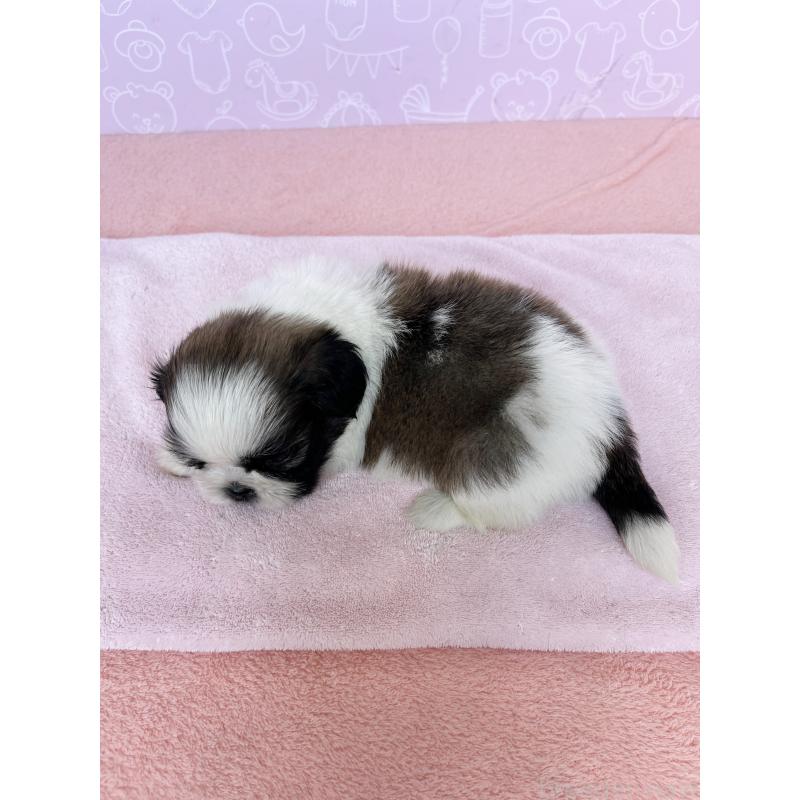 販売中の東京都のミックス犬-403853の2枚目