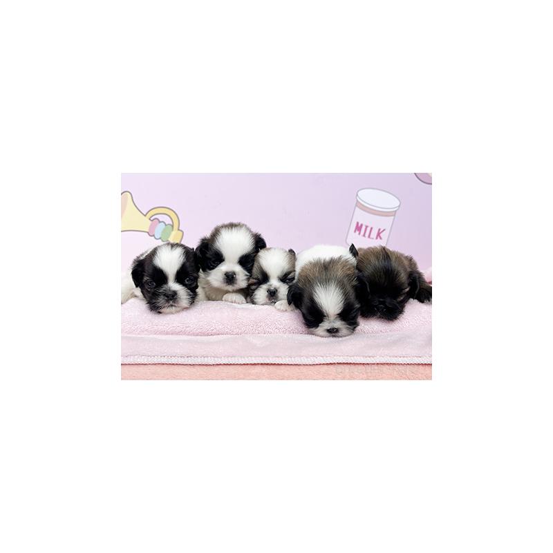 販売中の東京都のミックス犬-403856の5枚目