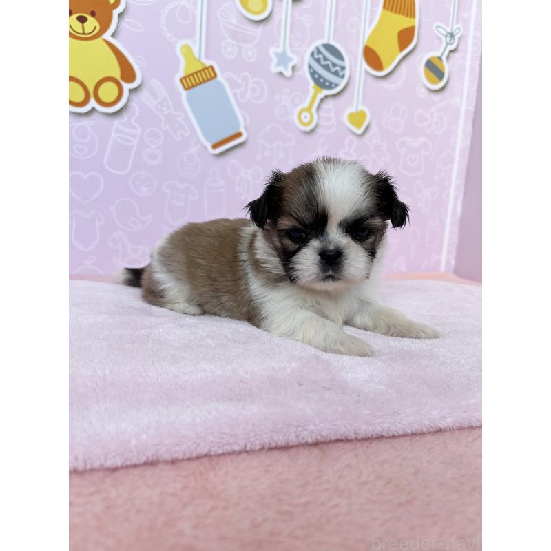 販売中の東京都のミックス犬-403856の4枚目