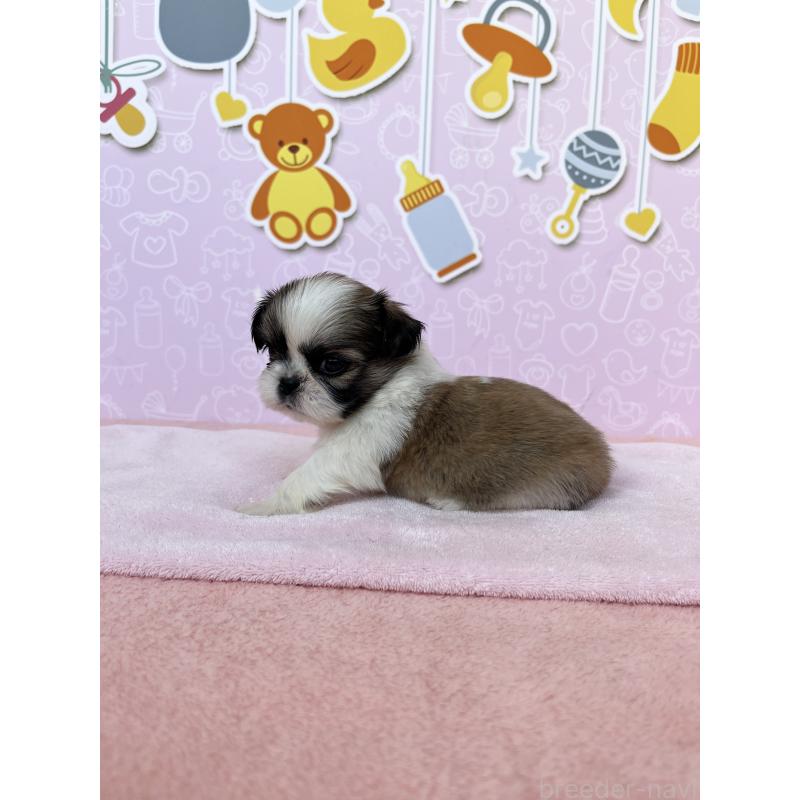 販売中の東京都のミックス犬-403856の3枚目