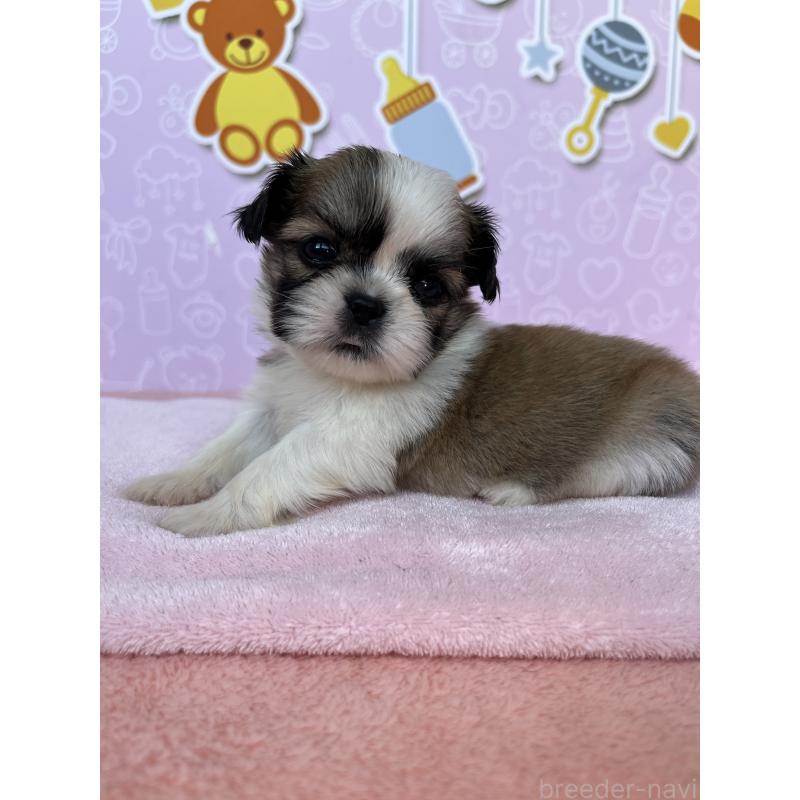 販売中の東京都のミックス犬-403856の2枚目