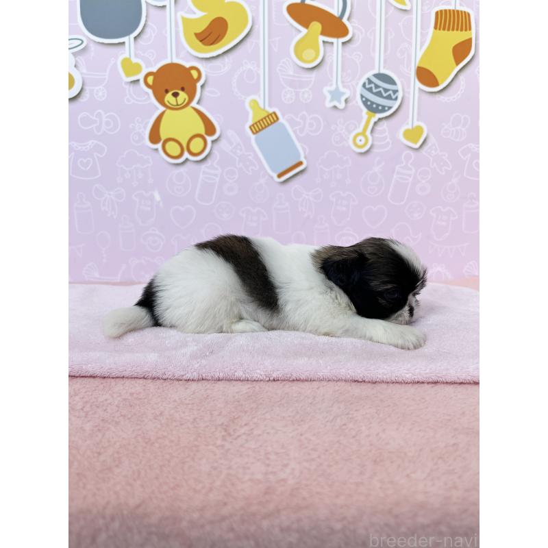 販売中の東京都のミックス犬-403859の3枚目
