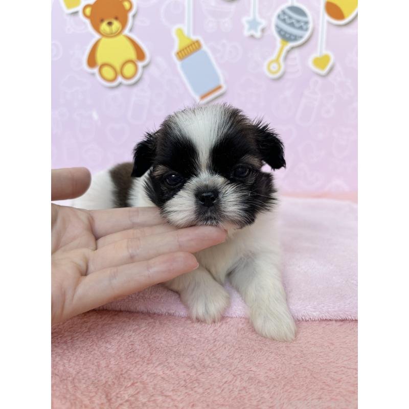販売中の東京都のミックス犬-403859の2枚目