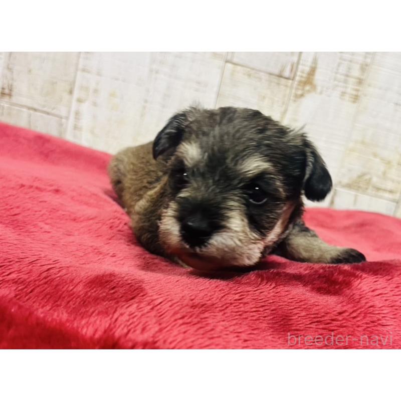 販売中の三重県のミックス犬-403867の1枚目