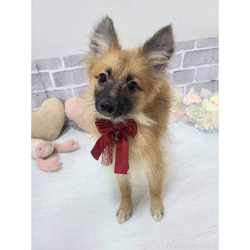 販売中の東京都のミックス犬-377878の11枚目