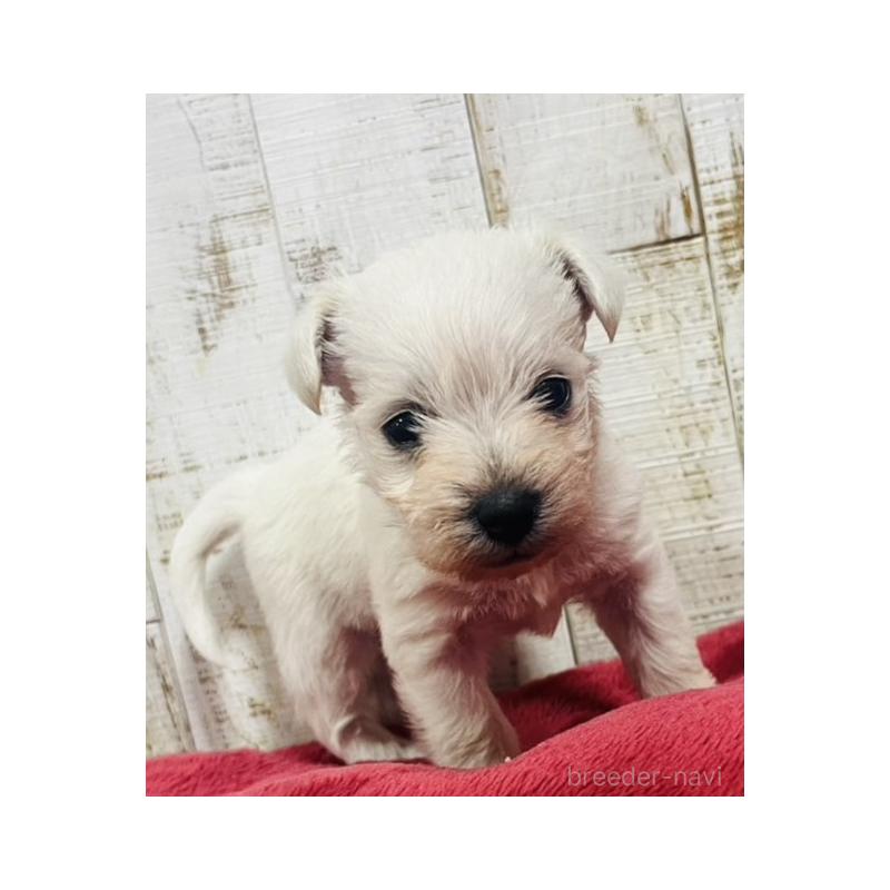 販売中の三重県のミックス犬-403870の2枚目