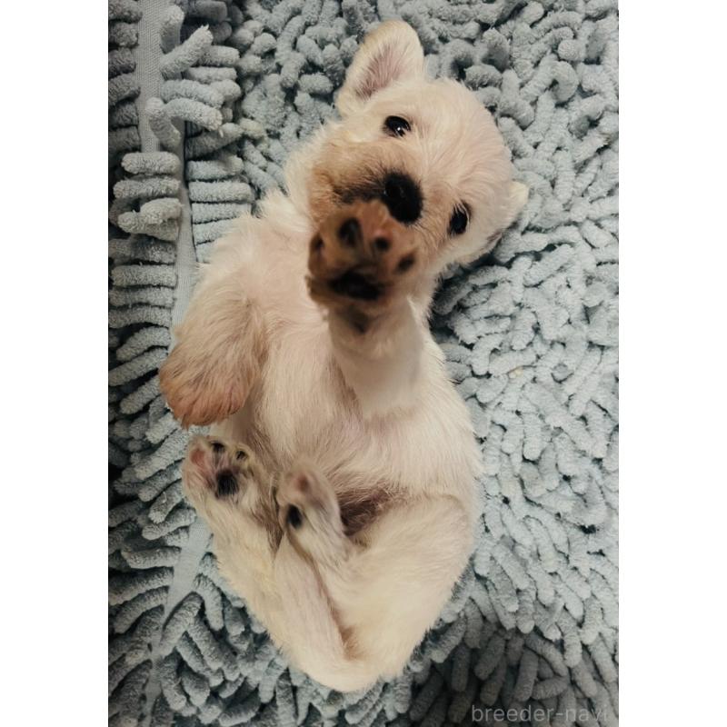 販売中の三重県のミックス犬-403870