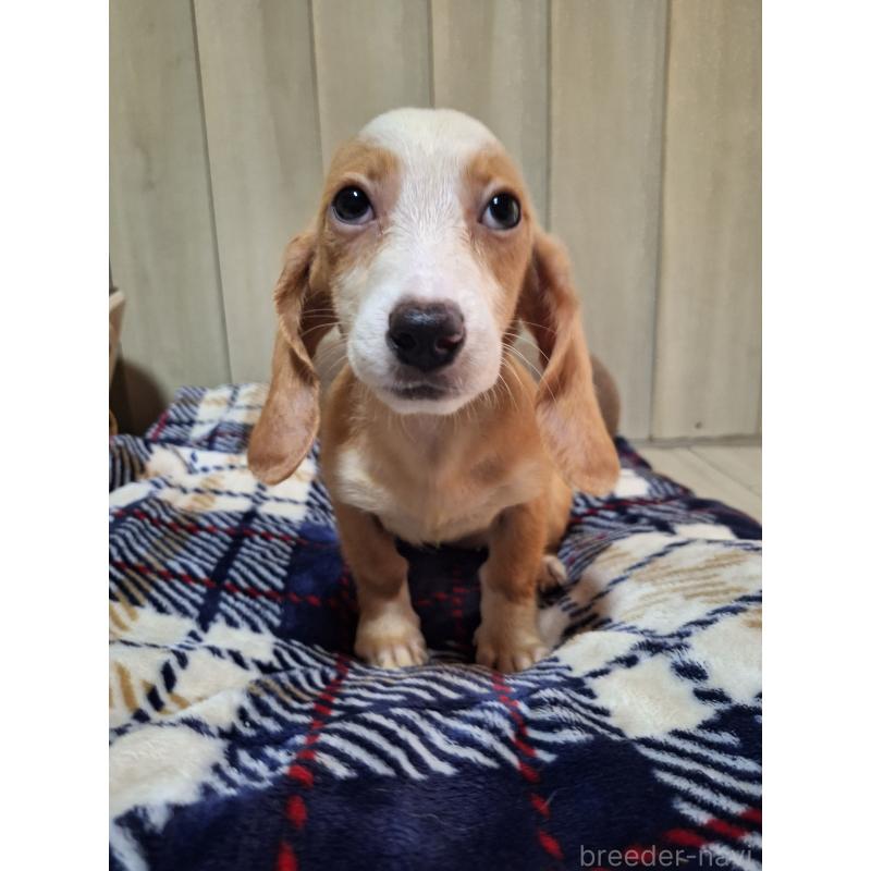 販売中の神奈川県のミックス犬-393449の11枚目