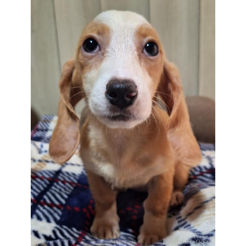 販売中の神奈川県のミックス犬-393449の10枚目