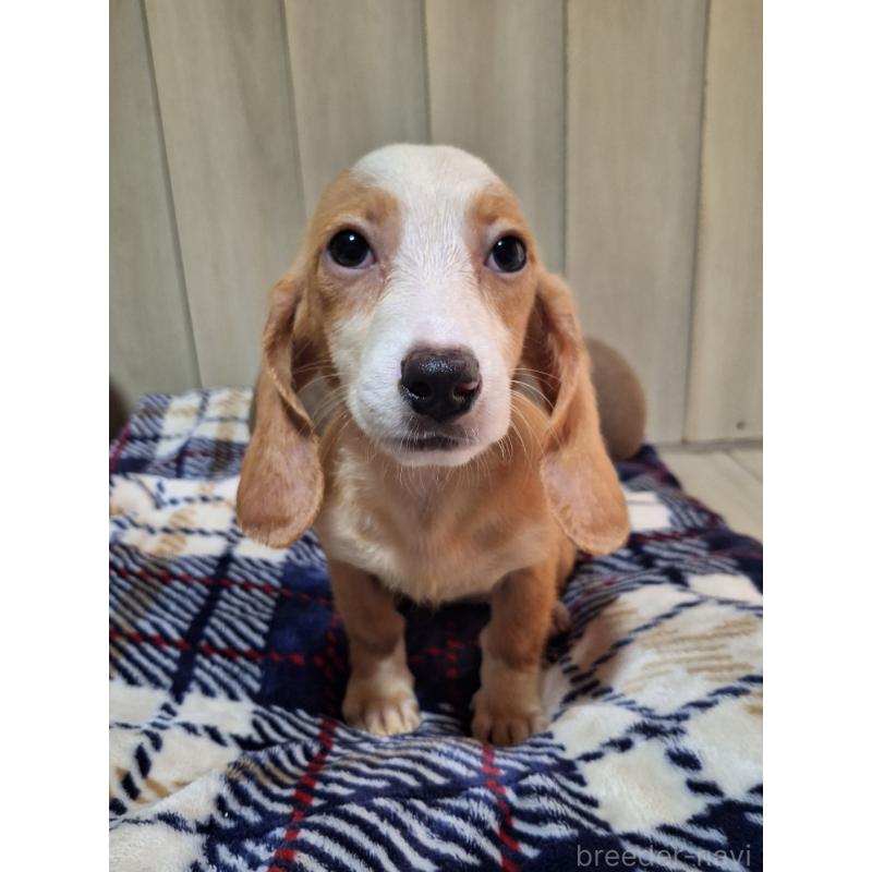 販売中の神奈川県のミックス犬-393449の9枚目