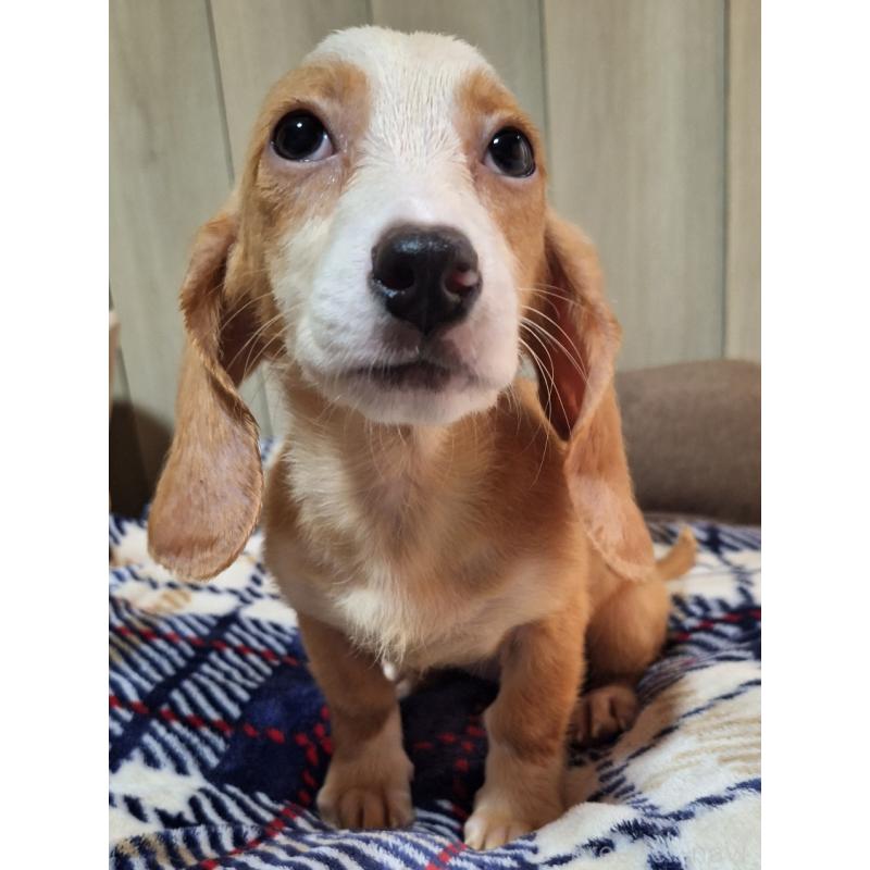 販売中の神奈川県のミックス犬-393449の7枚目