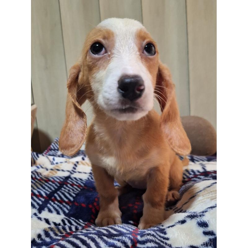 販売中の神奈川県のミックス犬-393449の6枚目