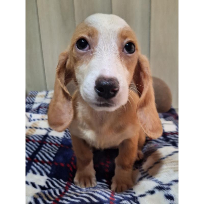 販売中の神奈川県のミックス犬-393449の5枚目