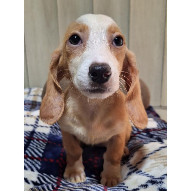 販売中の神奈川県のミックス犬-393449の2枚目