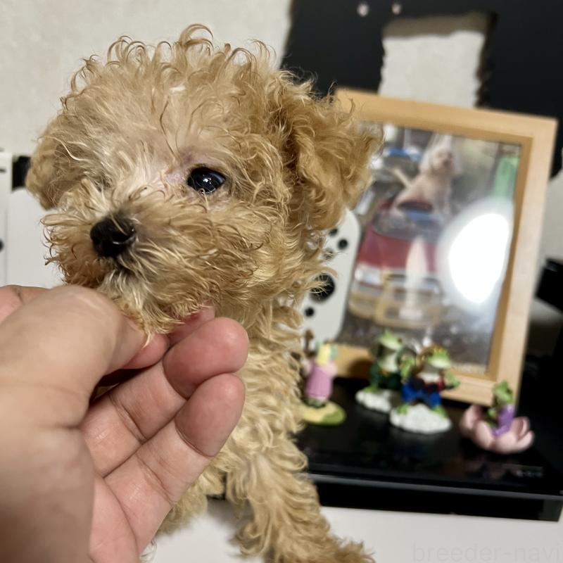 販売中の茨城県のティーカッププードル-403880の5枚目