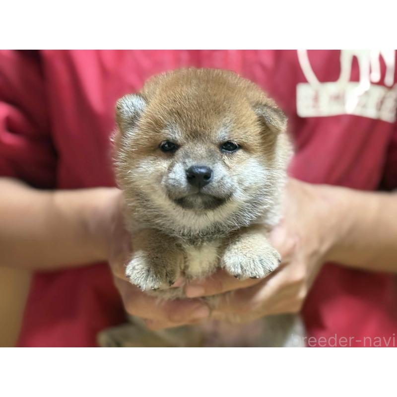 成約済の千葉県の柴犬-399294の2枚目