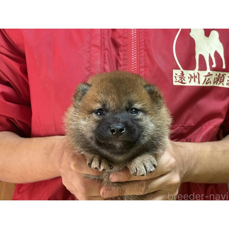 販売中の千葉県の柴犬-399291の3枚目