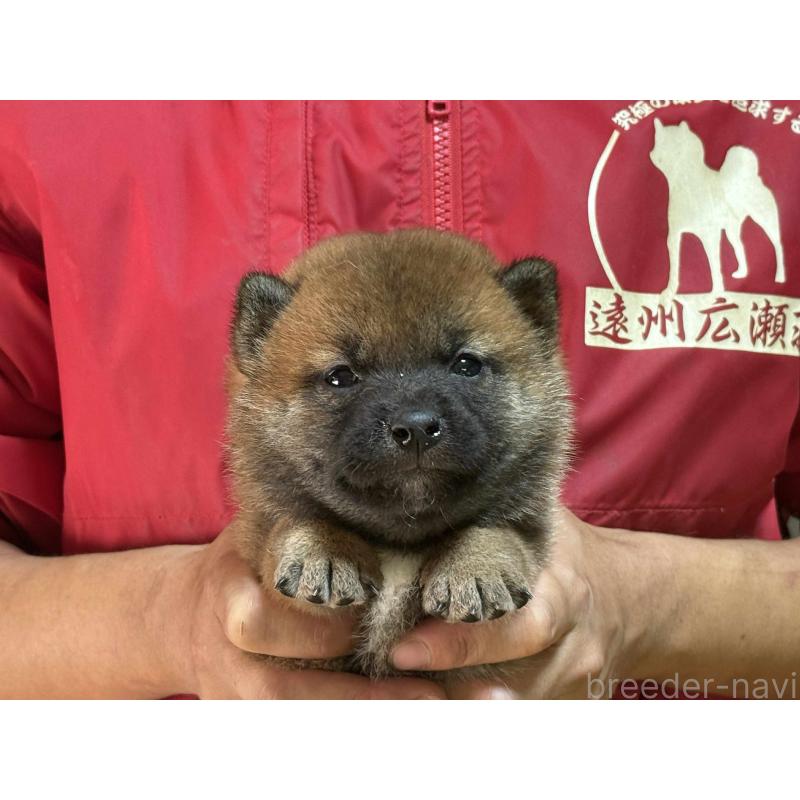 成約済の千葉県の柴犬-396317の3枚目