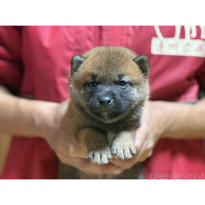 販売中の千葉県の柴犬-399292の3枚目