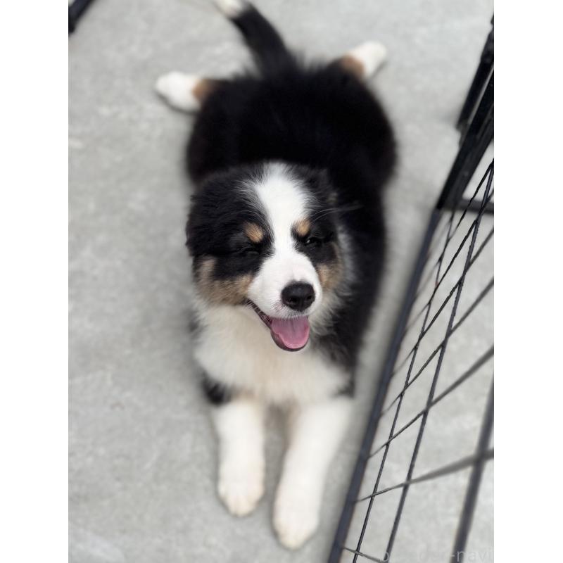 成約済の山梨県のオーストラリアンシェパード-391163の5枚目