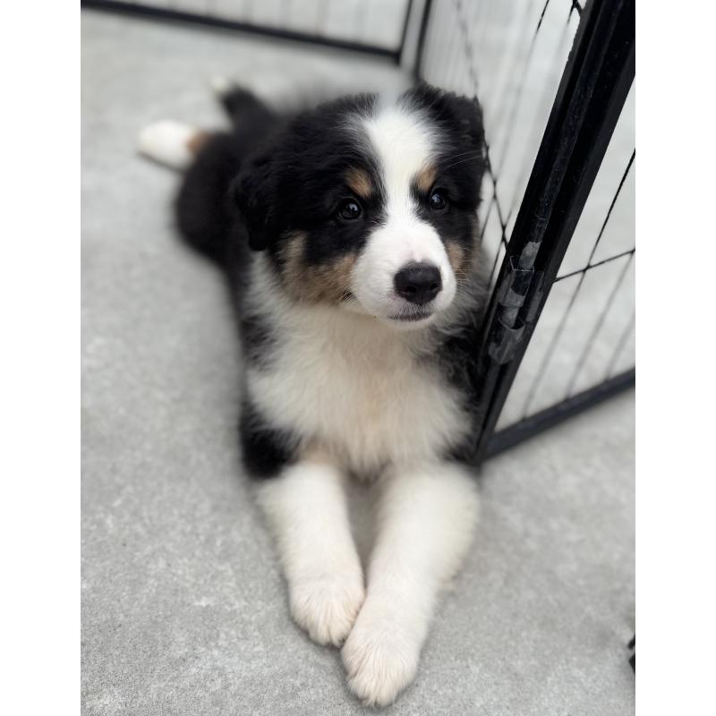 成約済の山梨県のオーストラリアンシェパード-391163の4枚目