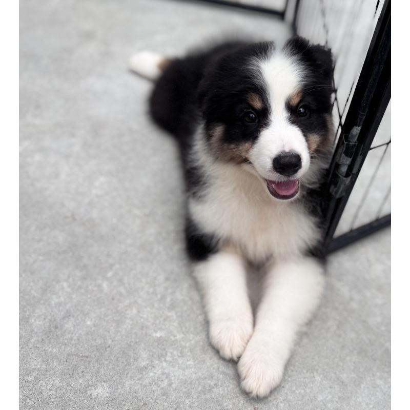 成約済の山梨県のオーストラリアンシェパード-391163の3枚目