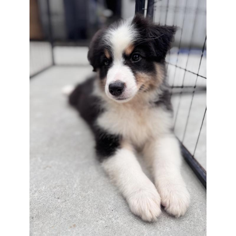 成約済の山梨県のオーストラリアンシェパード-391163の2枚目