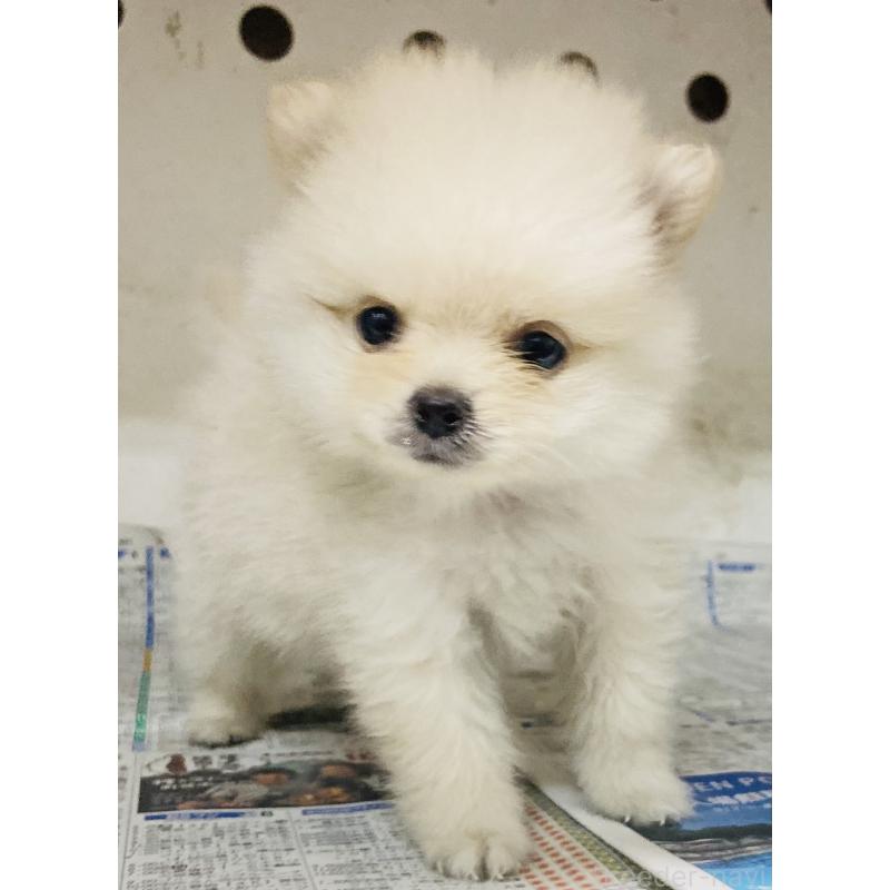成約済の東京都のミックス犬-401586の6枚目