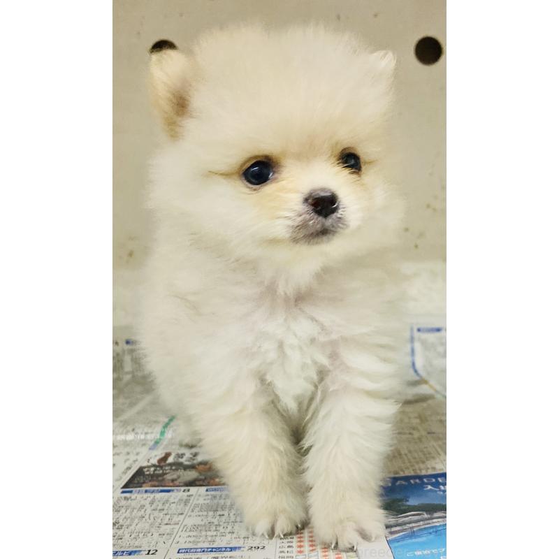 成約済の東京都のミックス犬-401586の5枚目