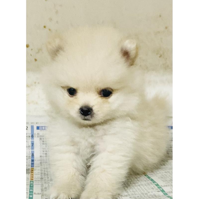 成約済の東京都のミックス犬-401586の4枚目