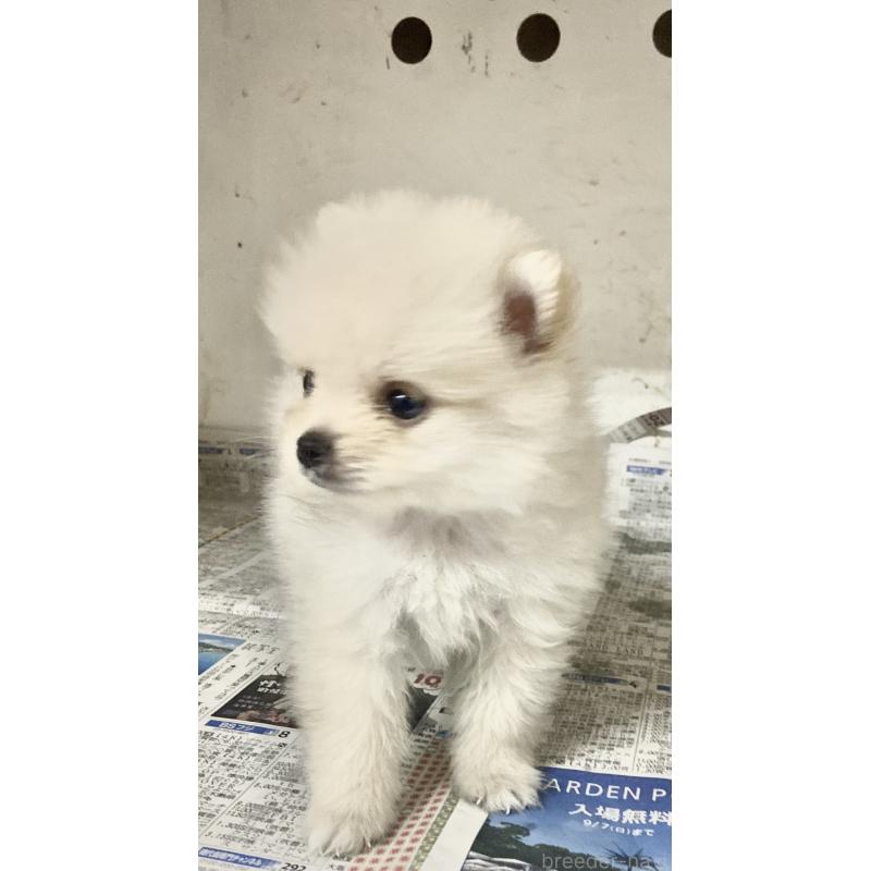 成約済の東京都のミックス犬-401586の3枚目