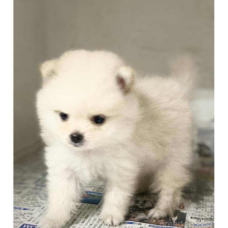 成約済の東京都のミックス犬-401586の2枚目