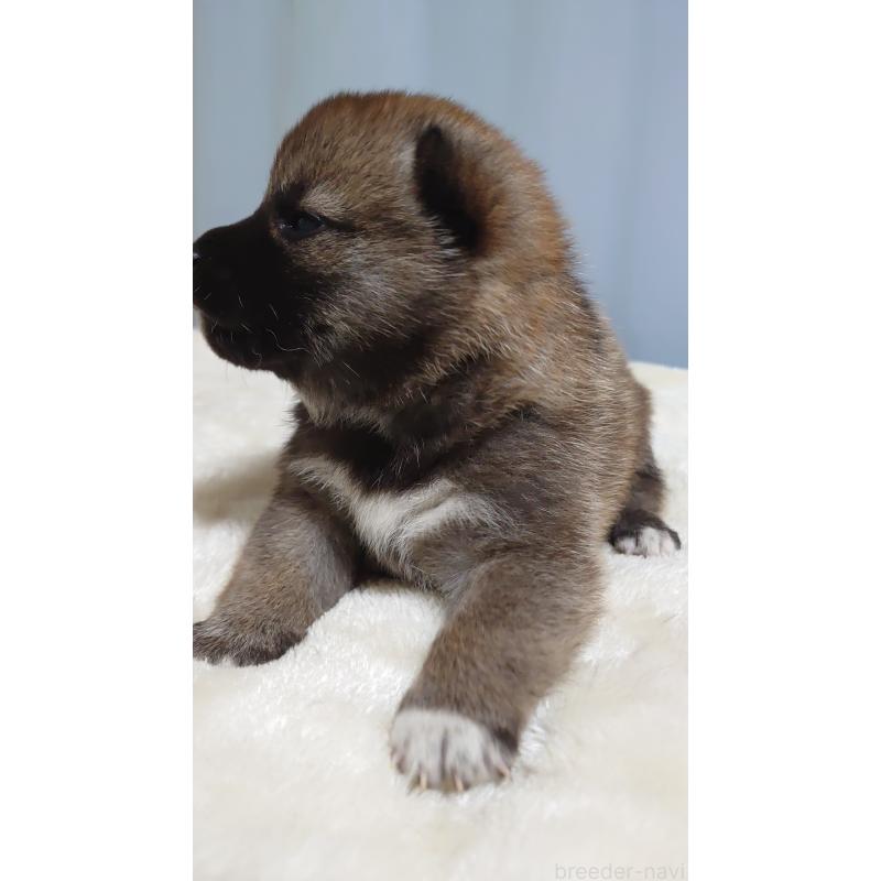 販売中の埼玉県の柴犬-403891の4枚目