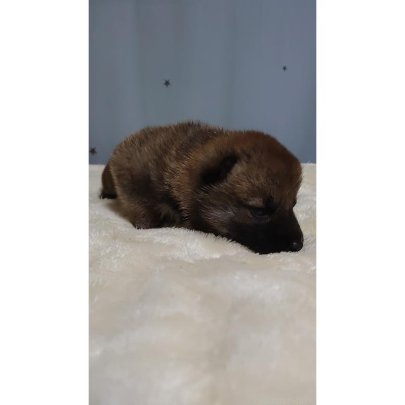 販売中の埼玉県の柴犬-403891の3枚目