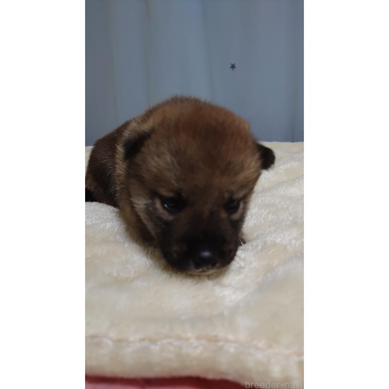 販売中の埼玉県の柴犬-403892の3枚目