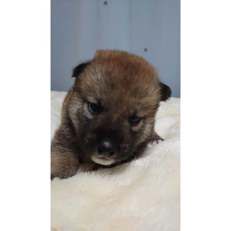 販売中の埼玉県の柴犬-403892の2枚目