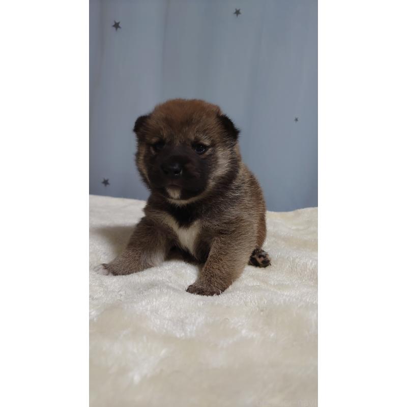 販売中の埼玉県の柴犬-403894の3枚目