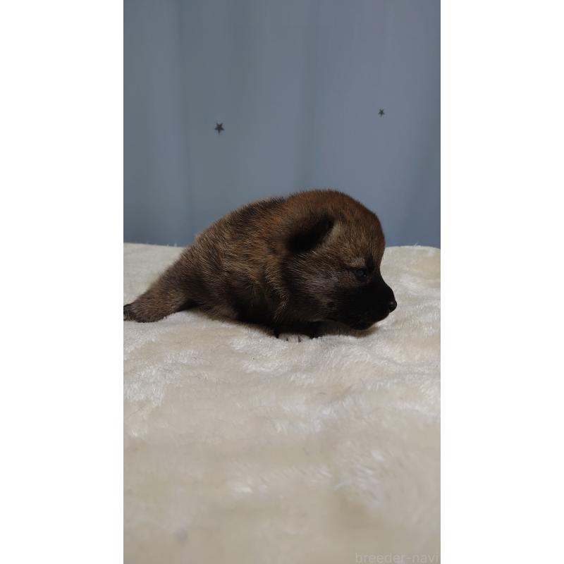 販売中の埼玉県の柴犬-403896の3枚目