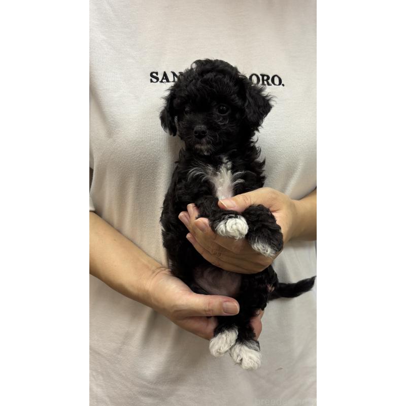 販売中の熊本県のミックス犬-403906の4枚目