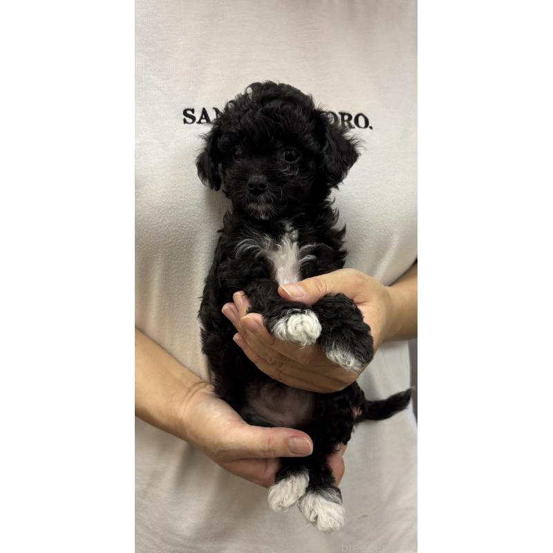 販売中の熊本県のミックス犬-403906の3枚目