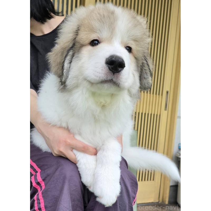 成約済の埼玉県のグレートピレニーズ-398857の2枚目