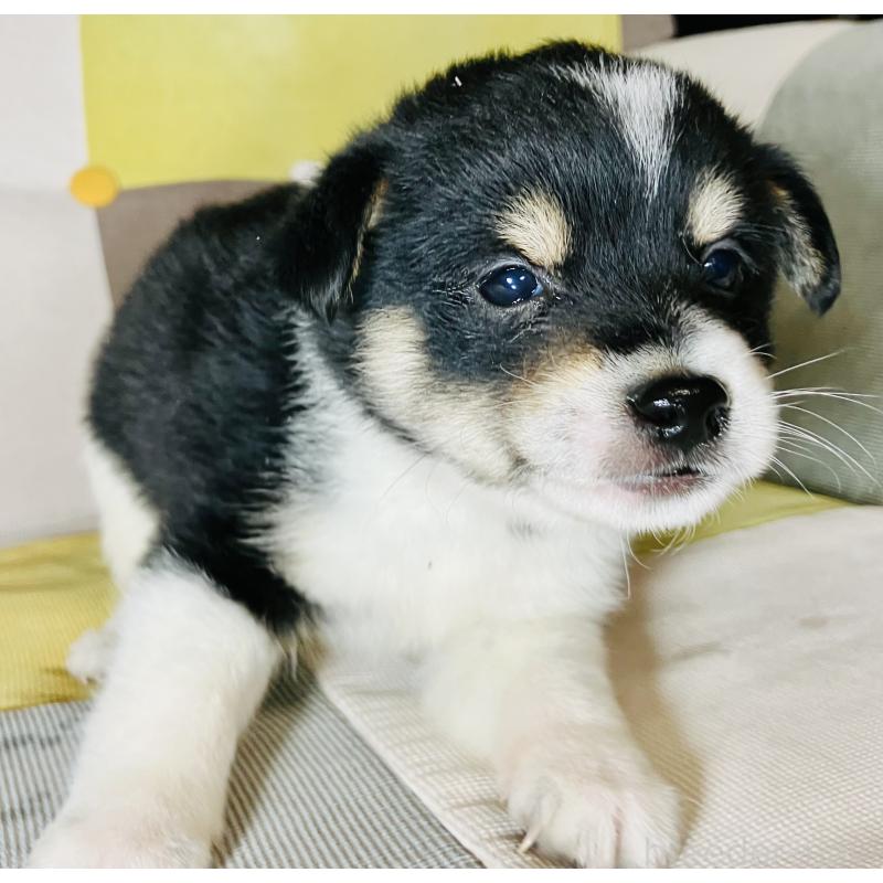 成約済の静岡県のミックス犬-401755の2枚目