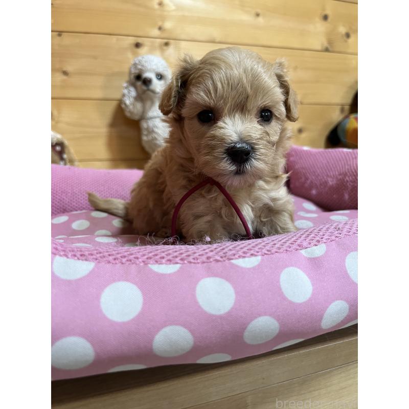 販売中の埼玉県のミックス犬-403915の4枚目