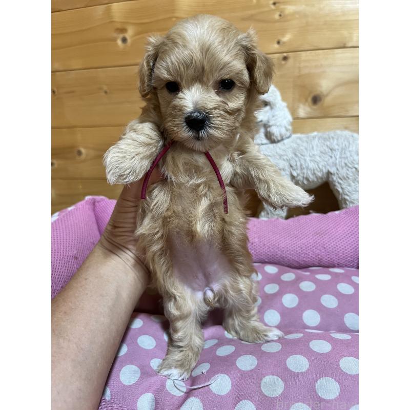 販売中の埼玉県のミックス犬-403915の2枚目