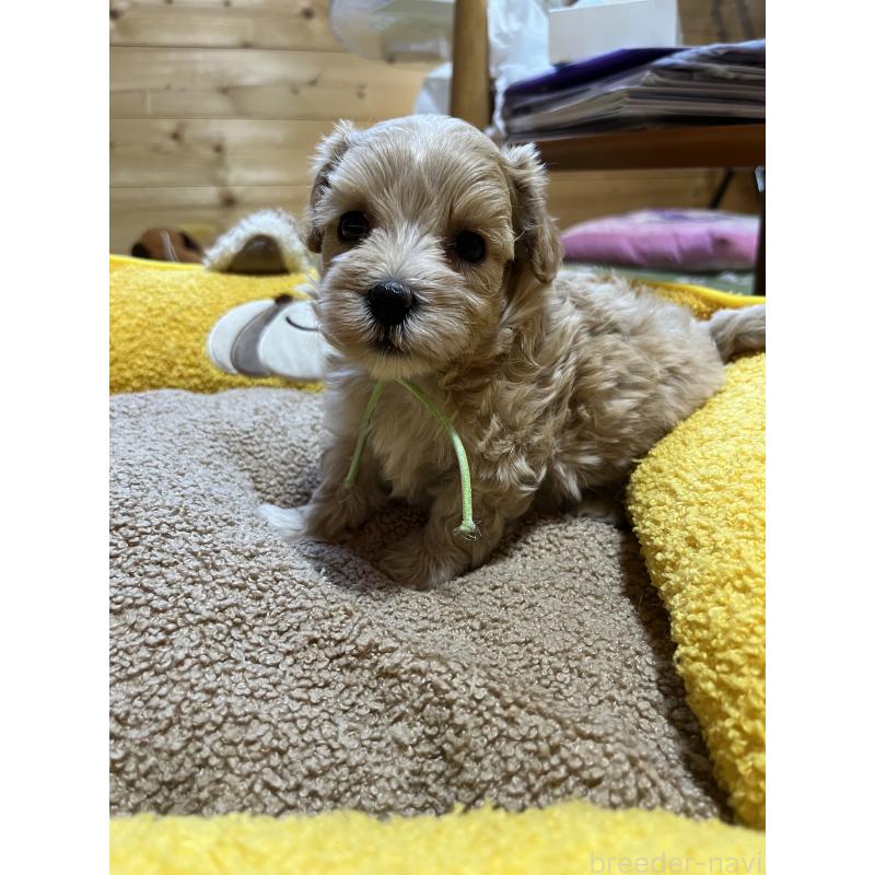 販売中の埼玉県のミックス犬-403916の6枚目
