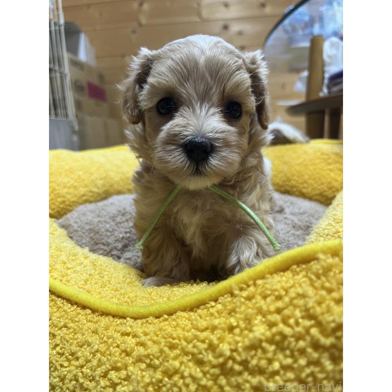 販売中の埼玉県のミックス犬-403916の5枚目