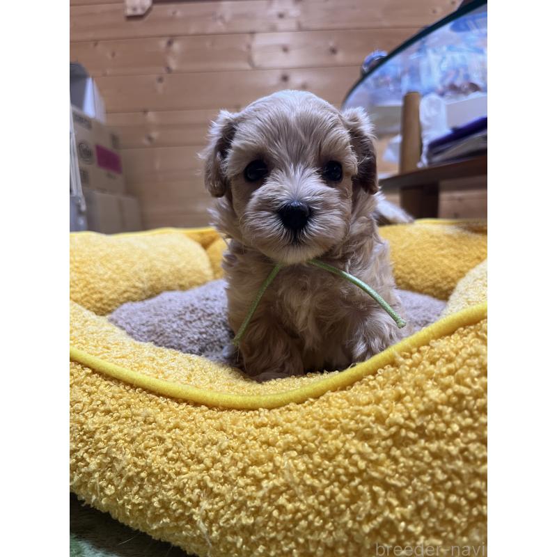 販売中の埼玉県のミックス犬-403916の4枚目