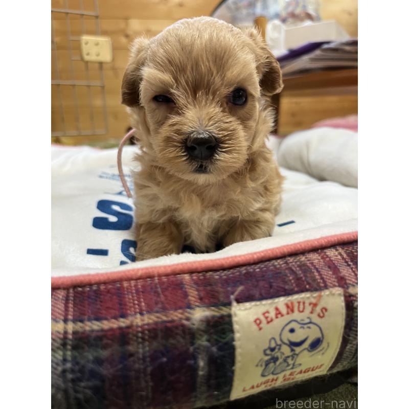 販売中の埼玉県のミックス犬-403917の5枚目