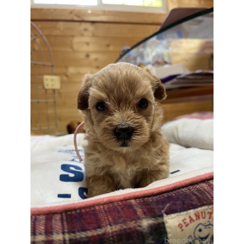 販売中の埼玉県のミックス犬-403917の4枚目