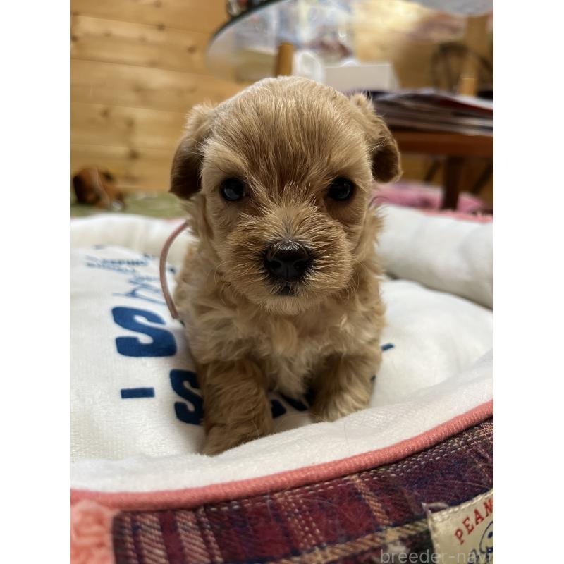 販売中の埼玉県のミックス犬-403917の3枚目
